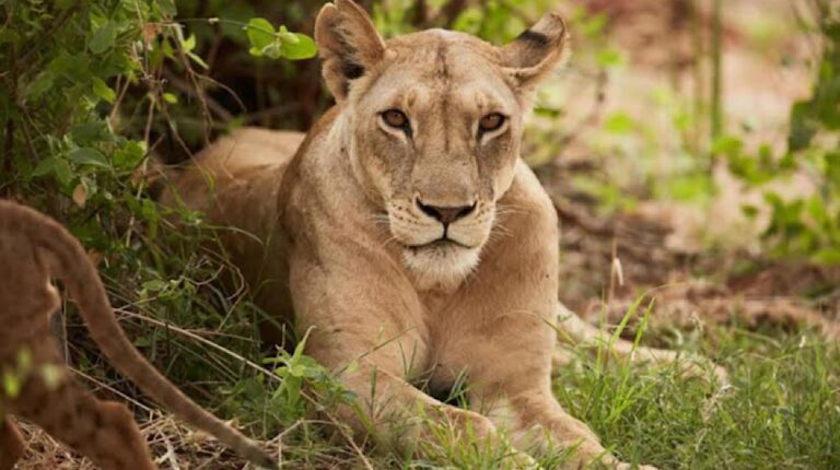 lion-attack in punjab