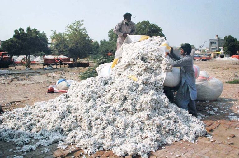 بہاولپور میں کپاس کی منڈی کی متعلقہ فائل تصویر