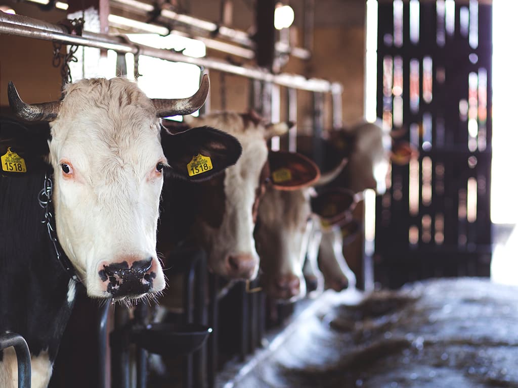 livestock-cows-real-file
